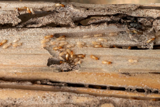 Best Pest Removal Services  in Shaker Heights, OH
